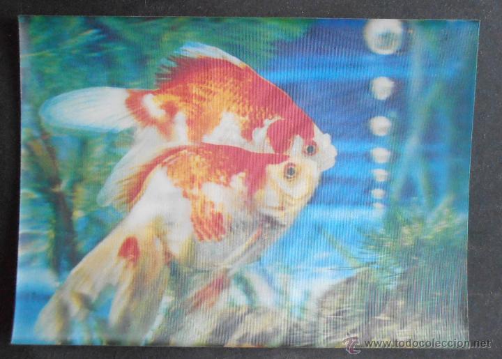 Postcards: POSTAL,PECES,EFECTO 3D,TRIDIMENSIONAL, (39248),CONSERVACION,VER FOTOS
