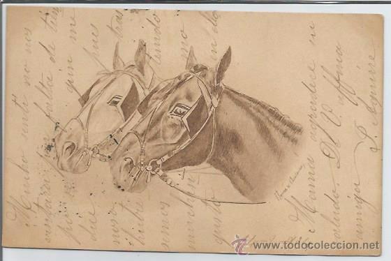 Postcards: POSTAL CABEZAS DE CABALLOS 1904