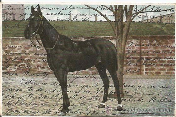 Postcards: POSTAL CABALLO 1905