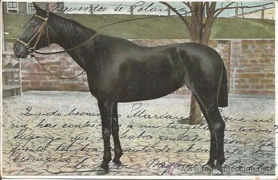 Postcards: POSTAL CABALLO 1905
