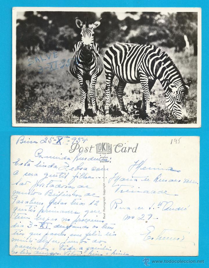 Postcards: CEBRAS - TOKIM PRODUCTION - Old postcard 1954