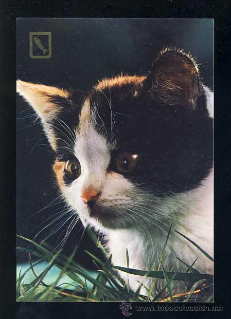 Postkarten: Postal de ANIMALES: Gatito. Gato (Ed. FISA 3113/3)
