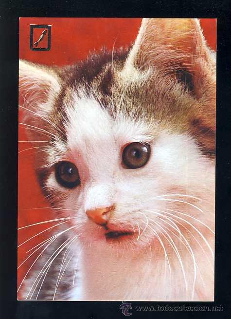 Postkarten: Postal de ANIMALES: Gatito. Gato (Ed. FISA 3113/1)