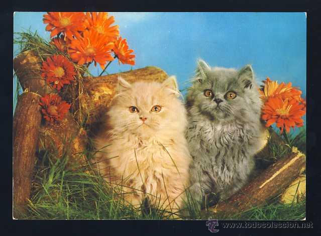 Postkarten: Postal de ANIMALES: 2 Gatitos. Gato (Ed.Perla 176/2)