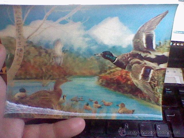 Postcards: POSTAL HOLOGRAMA PATOS ESCRITA