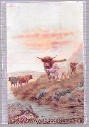 Postcards: TARJETA POSTAL DE VACAS EN EL CAMPO JUNTO A UN RIO.