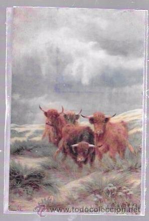 Postcards: TARJETA POSTAL DE GANADO BRAVO EN EL CAMPO.
