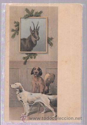 Postkarten: TARJETA POSTAL DE DOS PERRITOS BAJO UN CUADRO DE UN CORZO.