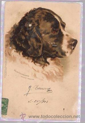 Postales: TARJETA POSTAL DE LA CABEZA DE UN PERRO. - Foto 1