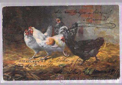 Postales: TARJETA POSTAL DE GALLINAS. - Foto 1