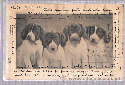 Postais: TARJETA POSTAL DE CUATRO PERRITOS CACHORROS.