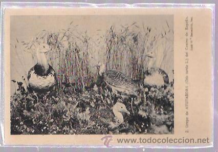 Postales: TARJETA POSTAL DE OCAS EN LA ORILLA DEL RIO. - Foto 1
