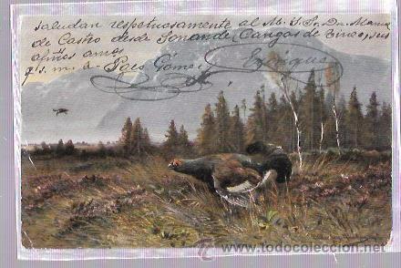 Postales: TARJETA POSTAL DE P&Aacute;JARO PERDIZ EN EL CAMPO. - Foto 1