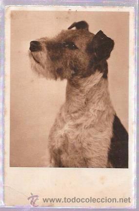 Postales: TARJETA POSTAL DE PERRO. - Foto 1
