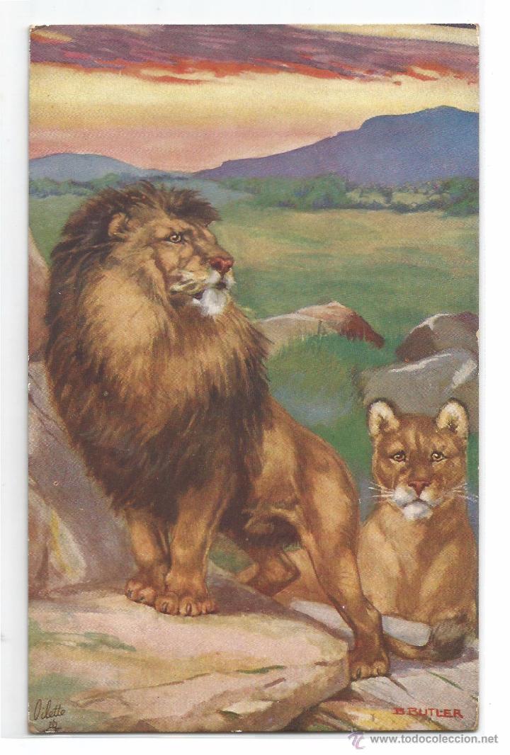 Postcards: POSTAL RAPHAEL TUCK & SONS .- OILETTE .- WILD ANIMALS .- ILUSTRA BUTLER N&ordm; 3000