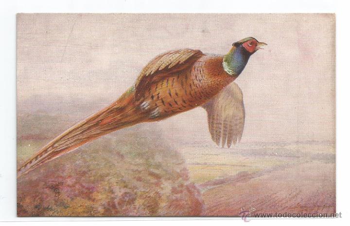 Postcards: POSTAL RAPHAEL TUCK & SONS .- OILETTE .- BRITISH GAME BIRDS N&ordm; 3314
