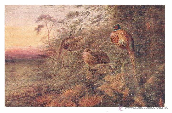 Postcards: POSTAL RAPHAEL TUCK & SONS .- OILETTE .- GAME BIRDS SERIE II N&ordm; 8782