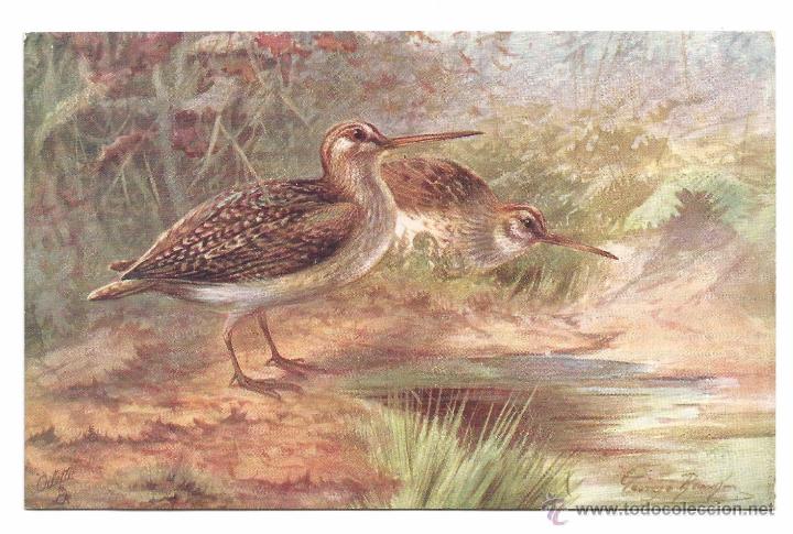 Postcards: POSTAL RAPHAEL TUCK & SONS .- OILETTE .- GAME BIRDS SERIE II N&ordm; 8782 .- JACK SNIPE