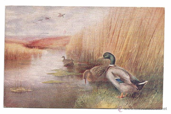 Postcards: POSTAL RAPHAEL TUCK & SONS .- OILETTE .- GAME BIRDS SERIE II N&ordm; 8782
