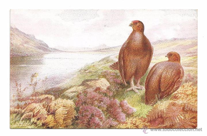 Postcards: POSTAL RAPHAEL TUCK & SONS .- OILETTE .- BRITISH GAME BIRDS N&ordm; 3314