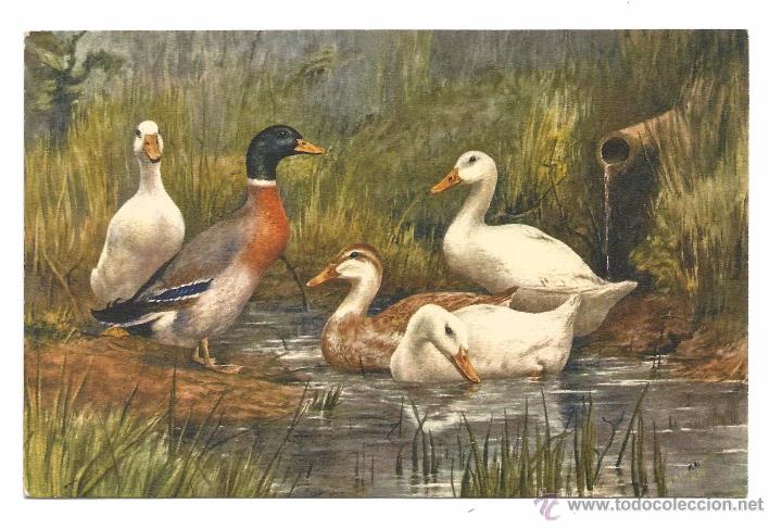 Postcards: POSTAL EDICIONES ST. Z.F .- SUIZA .- N&ordm; 137 .- PATOS