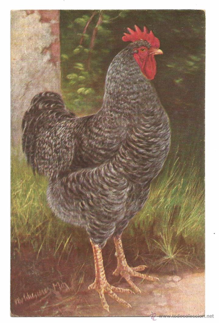 Postcards: POSTAL EDICION T.S.N .- SERIE 1723 .- GALLO