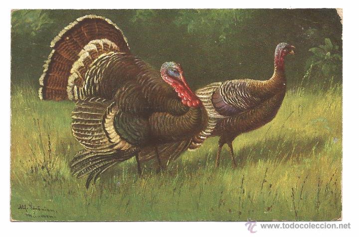 Postcards: POSTAL EDICIONES T.S.M. .- SERIE 1813 .- PAVOS