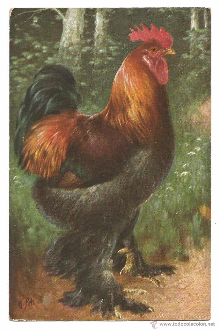 Postcards: POSTAL EDICIONES T.S.M. .- SERIE 1723 .- GALLO