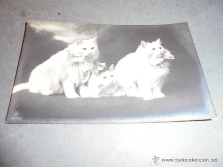 Postkarten: GATOS - ANTIGUA POSTAL FOTOGRAFICA GATOS . CIRCULADA 1916 - 14X9 CM.