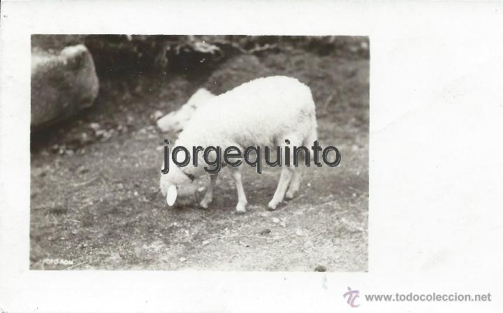 Postales: POSTAL. OVEJA O CORDERO.