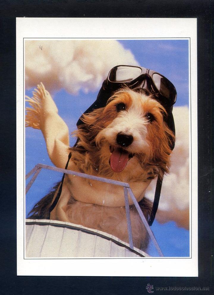 Postcards: Ed. *C.D Cards* serie n&ordm; 89230. Lote 11 diferentes. Nuevas.