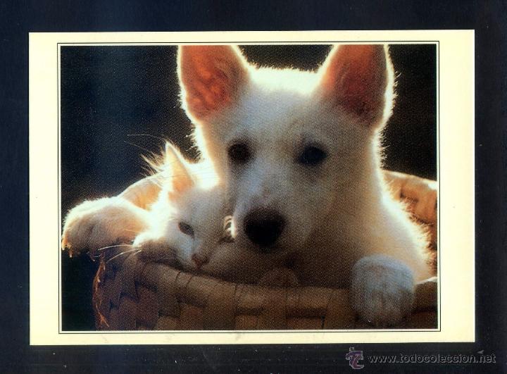Cartes Postales: Ed. *Distrimatge, S.A.* Lote 2 diferentes. Nuevas.