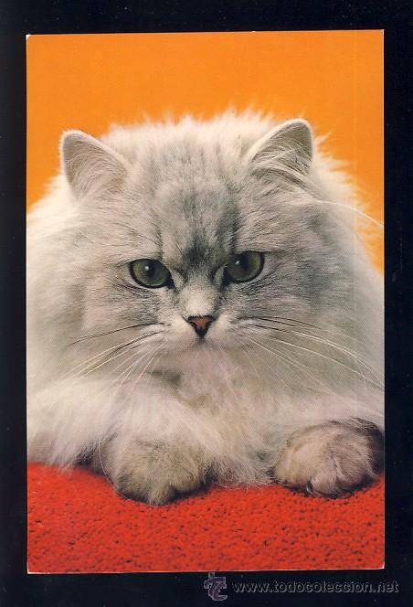 Cartes Postales: Postal de Animales: GATO (CYZ 6372-A)