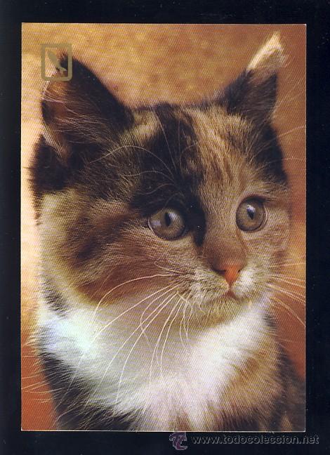 Postais: Postal de Animales: GATO (FISA 3113/2)