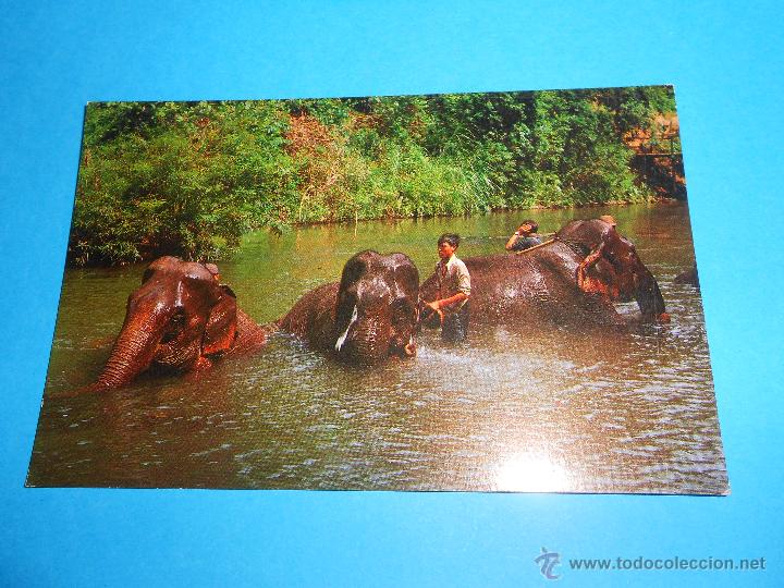 Postais: POSTAL ELEFANTES BA&Ntilde;ANDOSE EN LA JUNGLA - TAILANDIA - A68 - SIN CIRCULAR - ELEFANTE