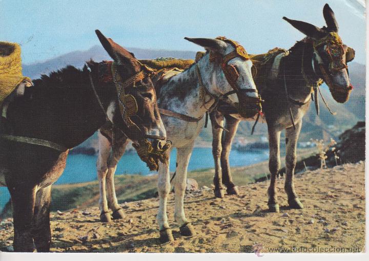 Cartes Postales: POSTAL DE BORRICOS. ASNOS TIPICOS