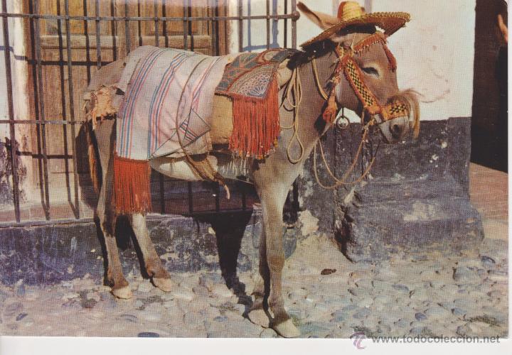 Cartes Postales: (208) ANDALUCIA. TIPICO BURRO