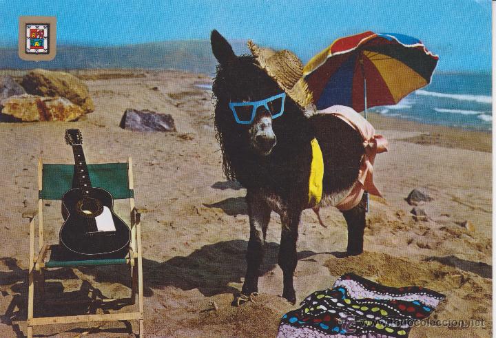637) burro. asno en la playa - Vendido en Venta Directa - 54657217