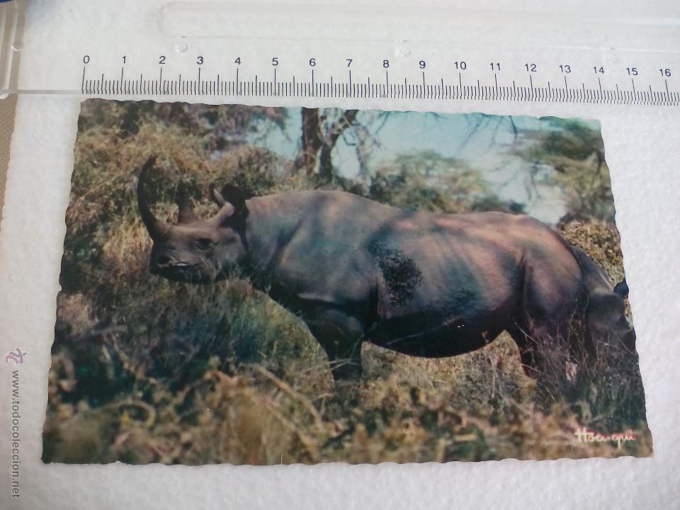 Cartes Postales: Tarjeta Postal 3003 Rhinoceros Faune africaine. Rinoceronte Hoa-qui editions france 1963 Post Card