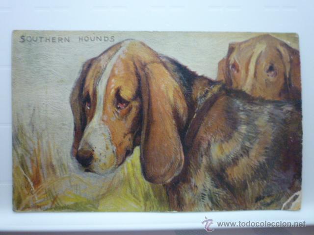 Cartes Postales: POSTAL DE PERROS. ED.RAPHAEL TUCK & SONS O ILETTE N&ordm; 9534. SIN CIRCULAR. TYPES OF CANINE BEATY