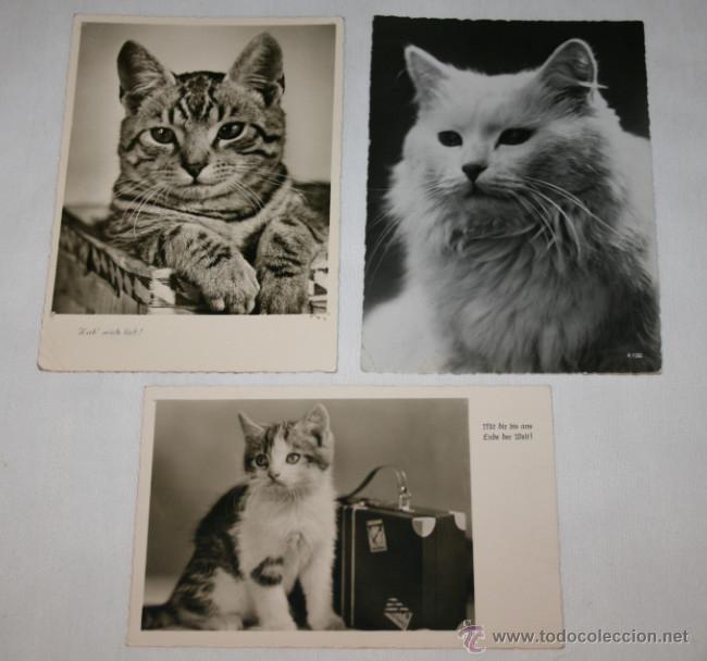 Cartes Postales: LOTE DE 3 BONITAS POSTALES ANTIGUAS DE GATOS, AMAG
