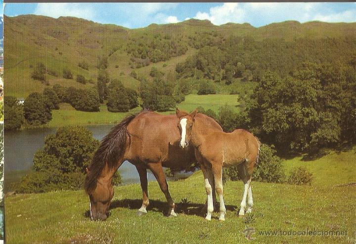 Cartes Postales: POSTAL, CABALLOS, SIN CIRCULAR