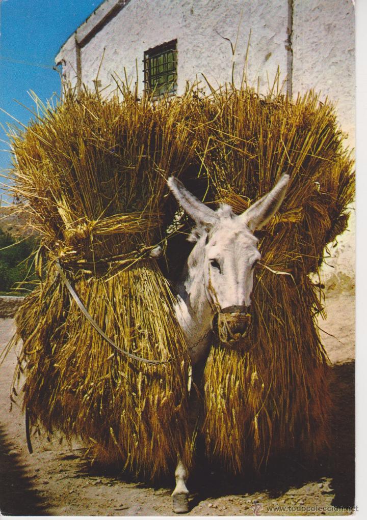 Postkarten: (5010) BORRICO CARGADO DE TRIGO. BURRO