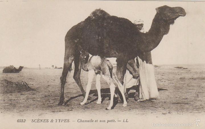 Postales: camello y su cria, editada en los a&ntilde;os 20 - Foto 1