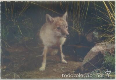 Postkarten: POSTAL DE ANIMALES. RENARD   P-ANI-004