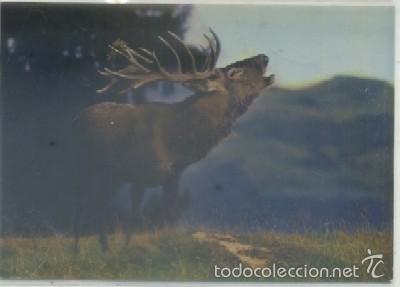 Postkarten: POSTAL DE ANIMALES. CERF BRAMANT   P-ANI-005