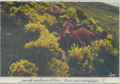 Postales: POSTAL DE ANIMALES. VACA   P-ANI-006 - Foto 1