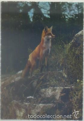 Postkarten: POSTAL DE ANIMALES. RENARD ROUX   P-ANI-007