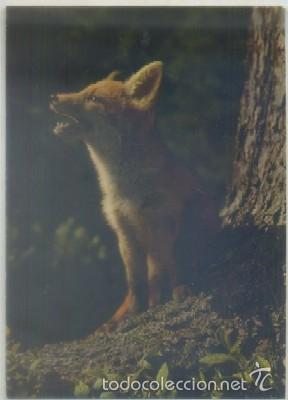 Postkarten: POSTAL DE ANIMALES. RENARD   P-ANI-008