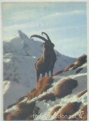 Postkarten: POSTAL DE ANIMALES. BOUQUETIN AUX AGUETS   P-ANI-010